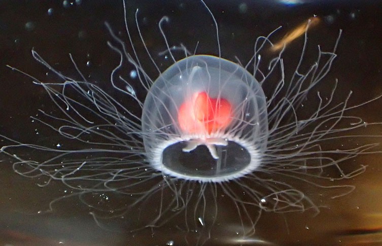 jellyfish Turritopsis dohrnii