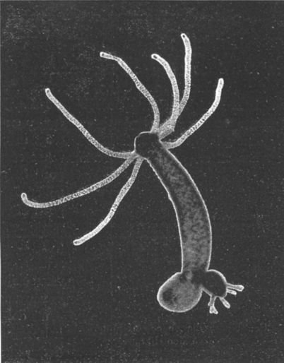 budding hydra greyscale image