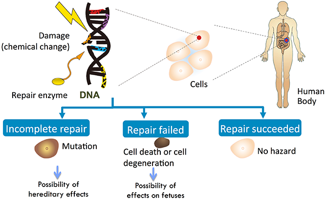 dna damage due to human cell mutation